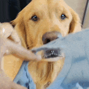 PawShade Pet Cap