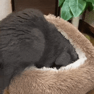 CozyNook