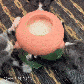 NurturePet Comfort
